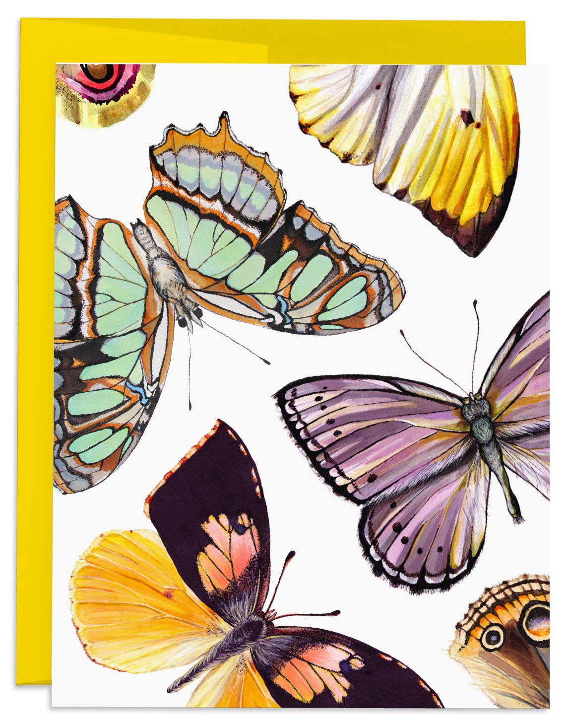 Butterflies and Moths Blank Card
