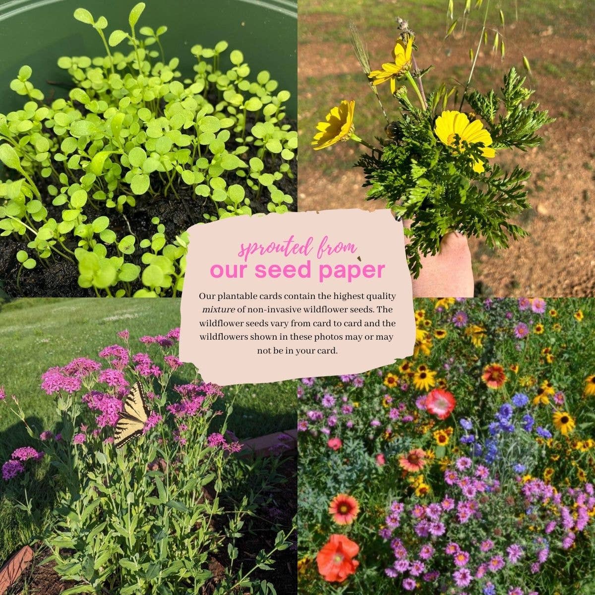 Monarch Butterfly Plantable Greeting Card