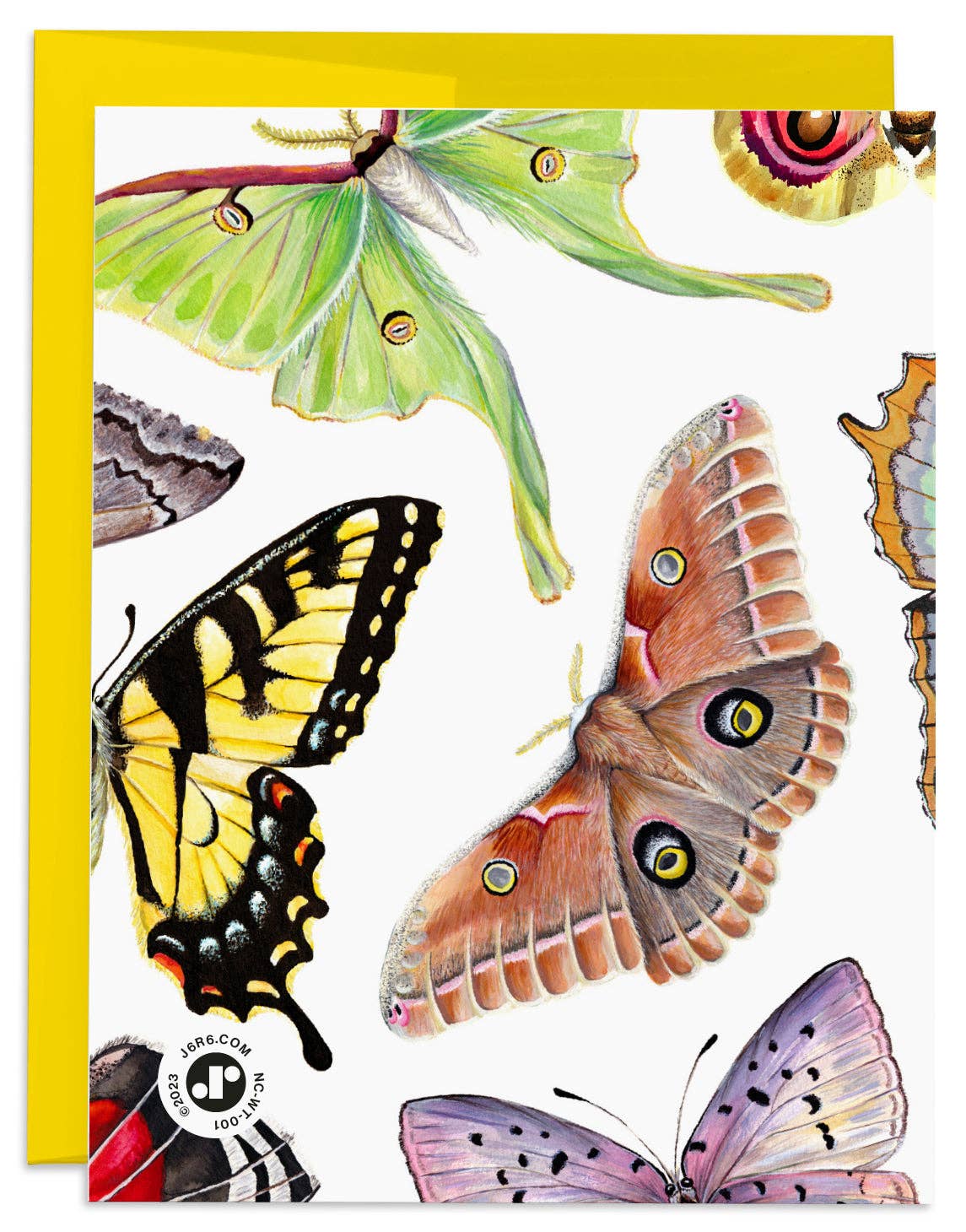 Butterflies and Moths Blank Card