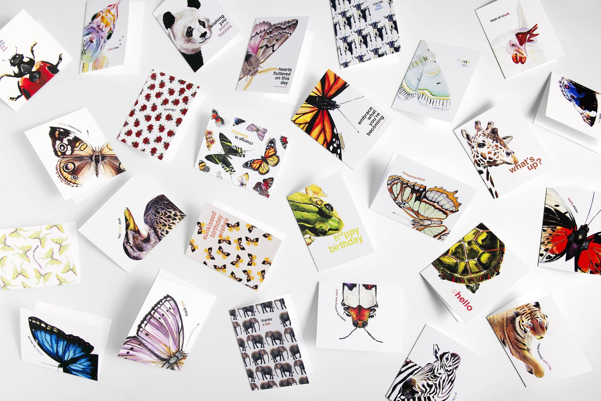 Butterflies and Moths Blank Card